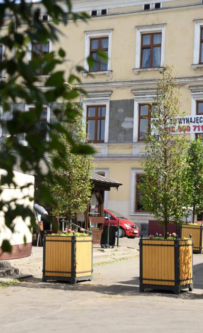 Drzewka usychają, bo turyści podlewają je drinkami? - zdjęcie 12