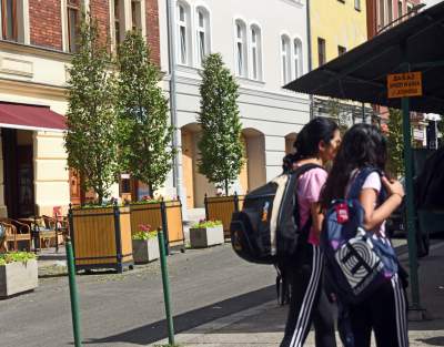 Drzewka usychają, bo turyści podlewają je drinkami? - zdjęcie 4