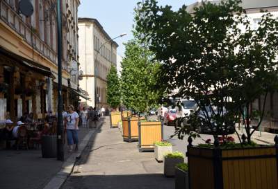 Drzewka usychają, bo turyści podlewają je drinkami? - zdjęcie 10