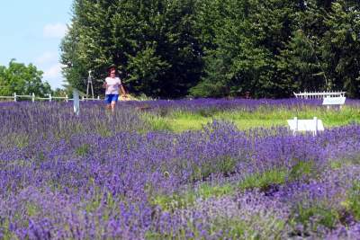 Nowe pole lawendowe w Małopolsce. Jak w Prowansji - zdjęcie 38