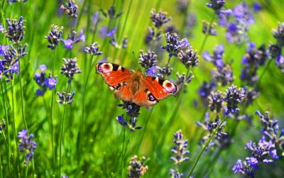 Nowe pole lawendowe w Małopolsce. Jak w Prowansji - zdjęcie 10