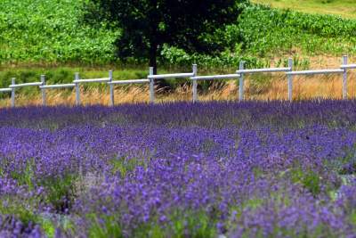 Nowe pole lawendowe w Małopolsce. Jak w Prowansji - zdjęcie 14
