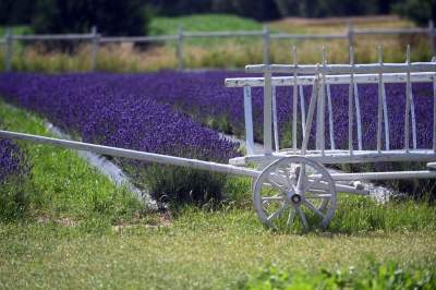 Nowe pole lawendowe w Małopolsce. Jak w Prowansji - zdjęcie 3