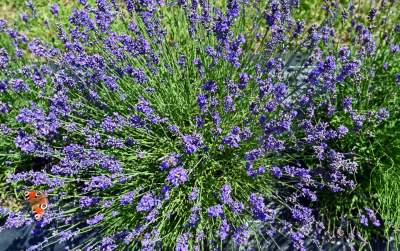 Nowe pole lawendowe w Małopolsce. Jak w Prowansji - zdjęcie 18