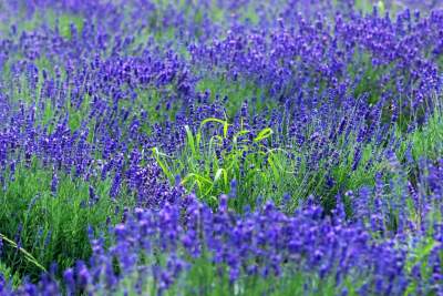 Nowe pole lawendowe w Małopolsce. Jak w Prowansji - zdjęcie 34