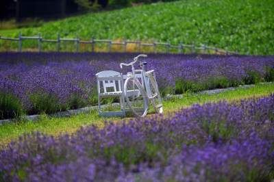 Nowe pole lawendowe w Małopolsce. Jak w Prowansji - zdjęcie 7