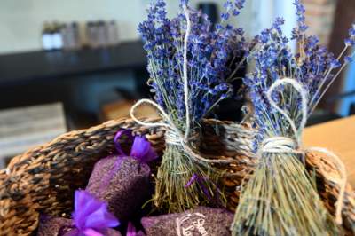 Nowe pole lawendowe w Małopolsce. Jak w Prowansji - zdjęcie 44