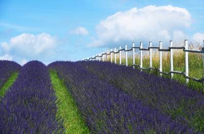 Nowe pole lawendowe w Małopolsce. Jak w Prowansji - zdjęcie 21