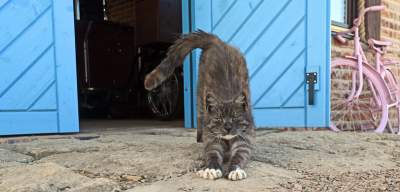 Nowe pole lawendowe w Małopolsce. Jak w Prowansji - zdjęcie 42