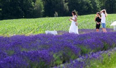 Nowe pole lawendowe w Małopolsce. Jak w Prowansji - zdjęcie 33