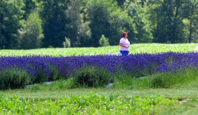 Nowe pole lawendowe w Małopolsce. Jak w Prowansji - zdjęcie 39