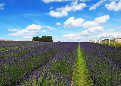 Nowe pole lawendowe w Małopolsce. Jak w Prowansji - zdjęcie 24