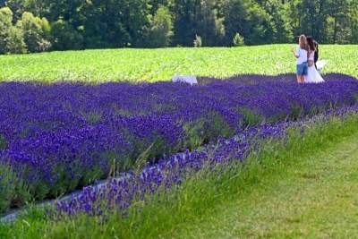 Nowe pole lawendowe w Małopolsce. Jak w Prowansji - zdjęcie 32
