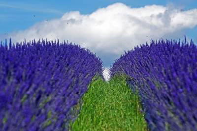 Nowe pole lawendowe w Małopolsce. Jak w Prowansji - zdjęcie 22