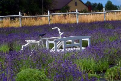 Nowe pole lawendowe w Małopolsce. Jak w Prowansji - zdjęcie 27