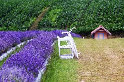 Nowe pole lawendowe w Małopolsce. Jak w Prowansji - zdjęcie 29