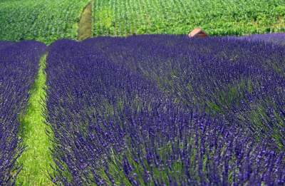 Nowe pole lawendowe w Małopolsce. Jak w Prowansji - zdjęcie 26