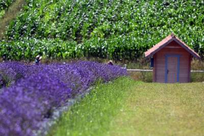 Nowe pole lawendowe w Małopolsce. Jak w Prowansji - zdjęcie 11