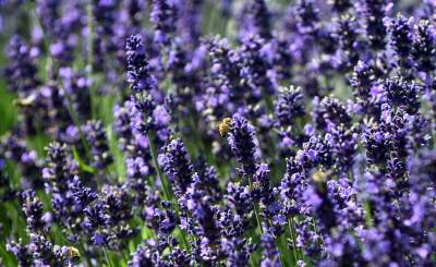 Nowe pole lawendowe w Małopolsce. Jak w Prowansji - zdjęcie 6