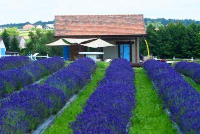 Nowe pole lawendowe w Małopolsce. Jak w Prowansji - zdjęcie 31