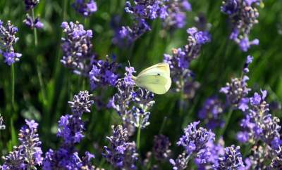 Nowe pole lawendowe w Małopolsce. Jak w Prowansji - zdjęcie 9