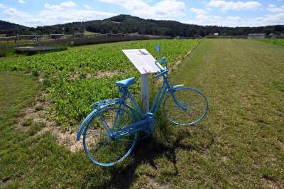 Nowe pole lawendowe w Małopolsce. Jak w Prowansji - zdjęcie 43