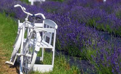 Nowe pole lawendowe w Małopolsce. Jak w Prowansji - zdjęcie 17