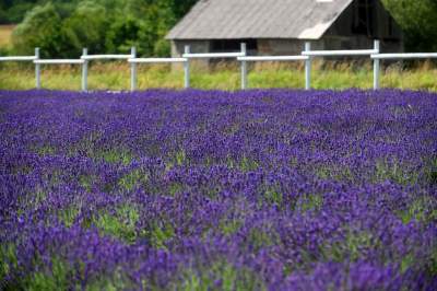 Nowe pole lawendowe w Małopolsce. Jak w Prowansji - zdjęcie 4