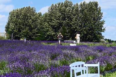Nowe pole lawendowe w Małopolsce. Jak w Prowansji - zdjęcie 15