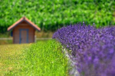 Nowe pole lawendowe w Małopolsce. Jak w Prowansji - zdjęcie 16