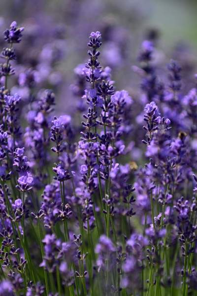 Nowe pole lawendowe w Małopolsce. Jak w Prowansji - zdjęcie 13