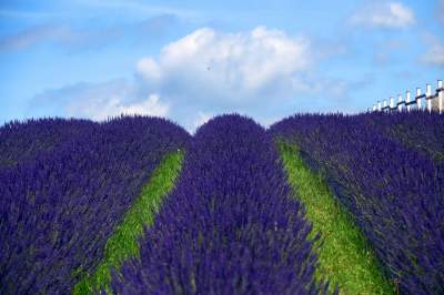 Nowe pole lawendowe w Małopolsce. Jak w Prowansji - zdjęcie 20