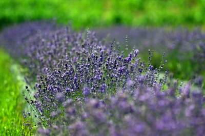 Nowe pole lawendowe w Małopolsce. Jak w Prowansji - zdjęcie 12