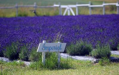 Nowe pole lawendowe w Małopolsce. Jak w Prowansji - zdjęcie 5