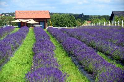 Nowe pole lawendowe w Małopolsce. Jak w Prowansji - zdjęcie 1