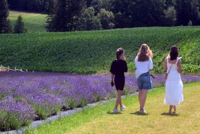 Nowe pole lawendowe w Małopolsce. Jak w Prowansji - zdjęcie 37