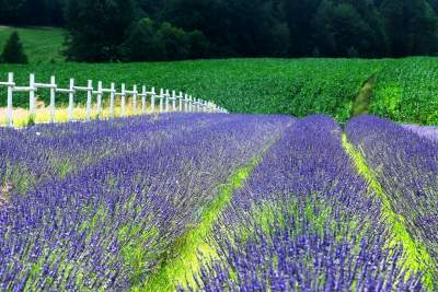 Nowe pole lawendowe w Małopolsce. Jak w Prowansji - zdjęcie 28
