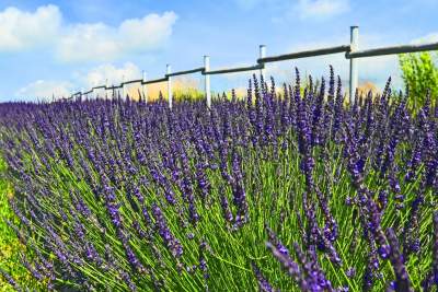 Nowe pole lawendowe w Małopolsce. Jak w Prowansji - zdjęcie 23