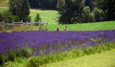 Nowe pole lawendowe w Małopolsce. Jak w Prowansji - zdjęcie 2