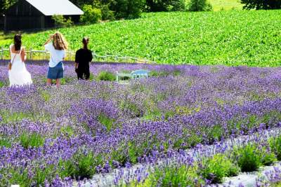 Nowe pole lawendowe w Małopolsce. Jak w Prowansji - zdjęcie 36