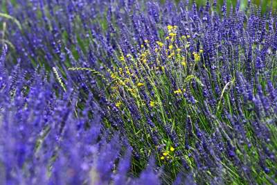 Nowe pole lawendowe w Małopolsce. Jak w Prowansji - zdjęcie 25