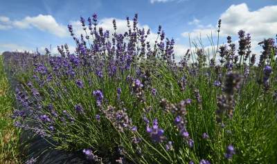 Nowe pole lawendowe w Małopolsce. Jak w Prowansji - zdjęcie 19