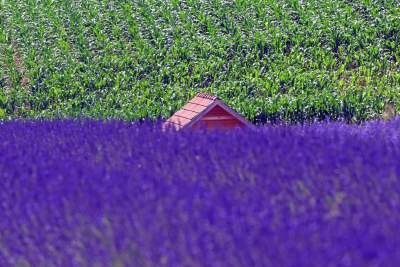 Nowe pole lawendowe w Małopolsce. Jak w Prowansji - zdjęcie 30