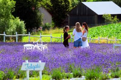 Nowe pole lawendowe w Małopolsce. Jak w Prowansji - zdjęcie 35