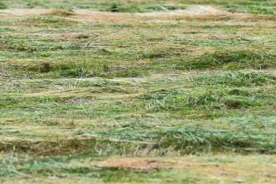 Sianokosy na największej miejskiej łące w Europie, tylko dwa razy w roku - zdjęcie 17