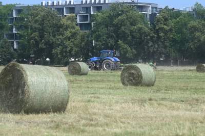 Sianokosy na największej miejskiej łące w Europie, tylko dwa razy w roku - zdjęcie 2