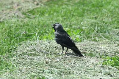 Sianokosy na największej miejskiej łące w Europie, tylko dwa razy w roku - zdjęcie 20