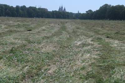 Sianokosy na największej miejskiej łące w Europie, tylko dwa razy w roku - zdjęcie 3