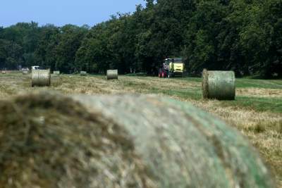 Sianokosy na największej miejskiej łące w Europie, tylko dwa razy w roku - zdjęcie 1