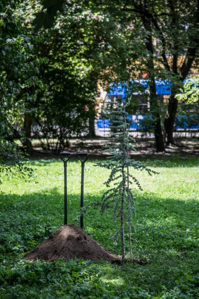 Ks. Adam Boniecki zasadził na Plantach swój prezent. Wyjątkowy cedr - zdjęcie 7